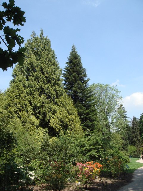 Thuja plicata 'Zebrina' silhouette